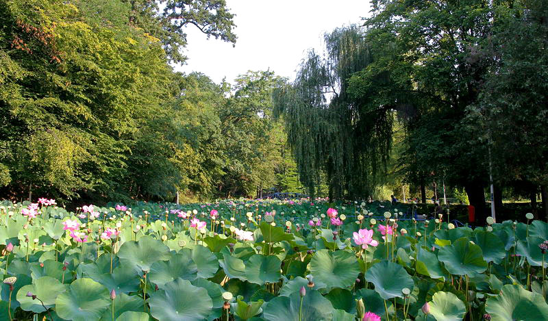 Lac termal cu lotuşi