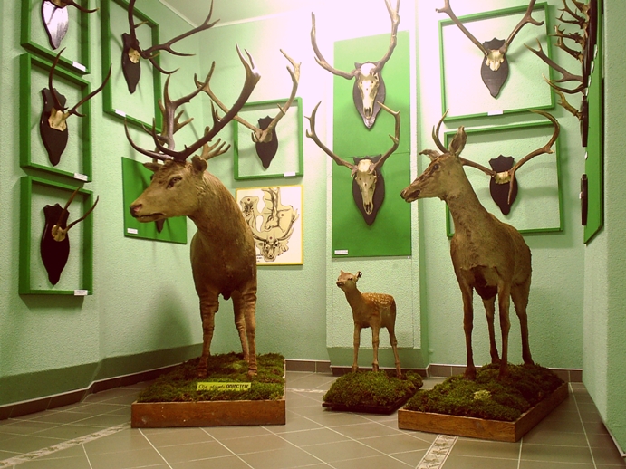 Muzeul Vânătorii şi al Ştiinţelor Naturale
